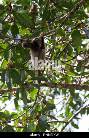 Wild gibbon in treetop Stock Photo