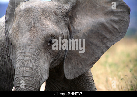 African Elephant (Loxodonta africana), Tarangire National Park, Tanzania Stock Photo