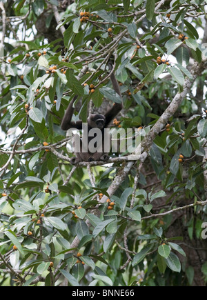 Wild gibbon in treetop Stock Photo