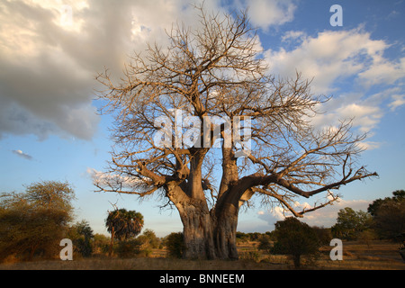 Giant Baobab tree (Adansonia digitata), Selous Game Reserve, Tanzania Stock Photo