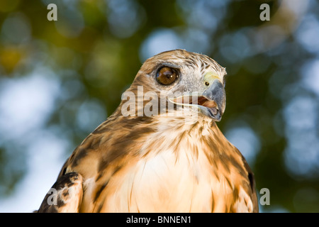 Up close portrait of a Red Tail Hawk Stock Photo