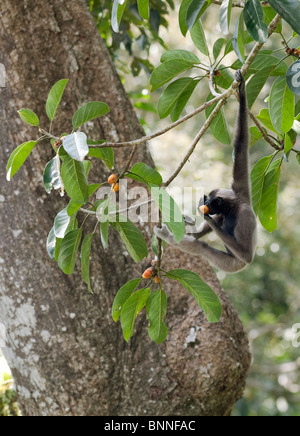 Female Muellers Gibbon tucking in to her favorite figs Stock Photo