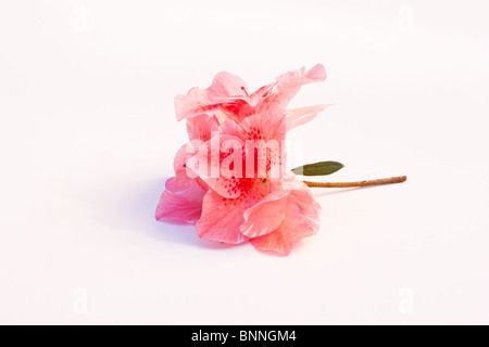 Pink azalea blossom on white background Stock Photo