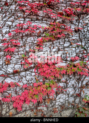Ivy in fall color on wall. Napa Valley, California Stock Photo