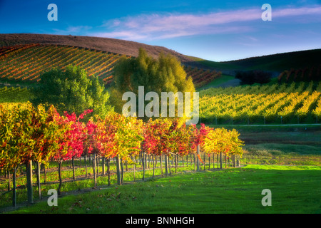 Rows of fall colored grapes. Vineyards of Napa Valley, California Stock Photo