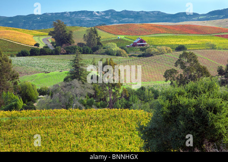 Rows of fall colored grapes. Vineyards of Napa Valley, California Stock Photo