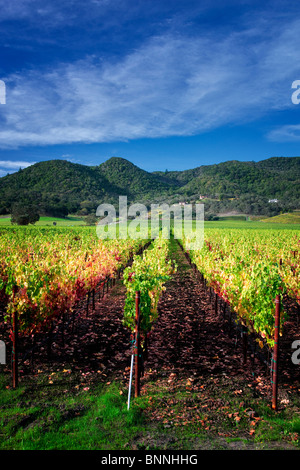 Rows of fall colored grapes. Vineyards of Napa Valley, California Stock Photo