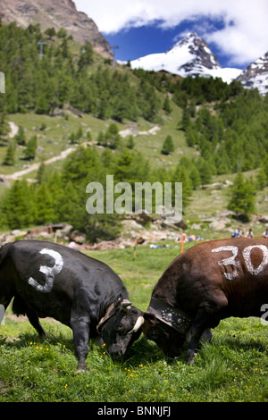 Switzerland swiss fight battle cows cow's fight Saas Grund Triftalp cow alp canton Valais meadow mountains wood forest Stock Photo