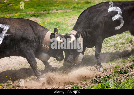 Switzerland swiss fight battle cows cow's fight Saas Grund Triftalp cow alp canton Valais arrangement event Eringer race Stock Photo