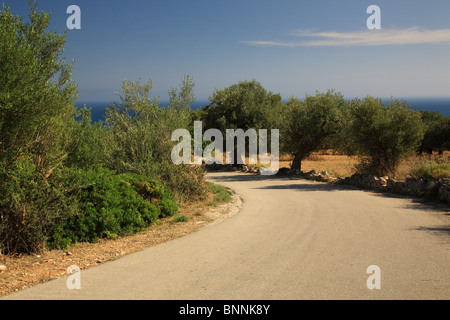 Path through the olive groves in Kefalonia Greece Stock Photo