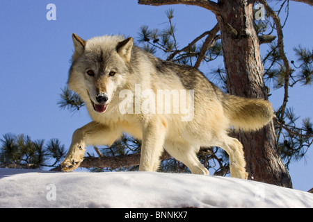 Grey Wolf Canis lupus Minnesota United States in Stock Photo