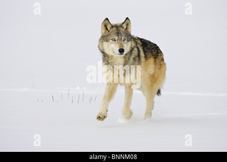 Grey Wolf Canis lupus Minnesota United States in Stock Photo