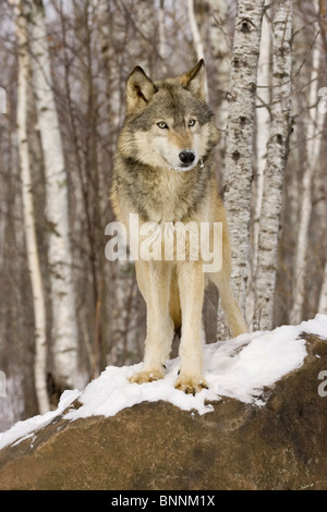 Grey Wolf Canis lupus Minnesota United States in Stock Photo