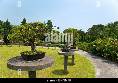 Exhibit exhibit pieces outdoor flowerpots flowering plants bonsai botany small tree trees exhibits flora garden park park Stock Photo