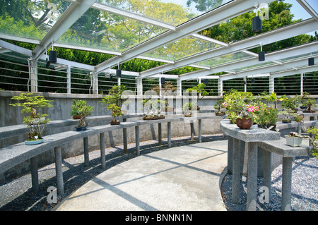 Exhibit exhibit pieces outdoor flowerpots flowering plants bonsai botany small tree trees exhibits flora garden park park Stock Photo