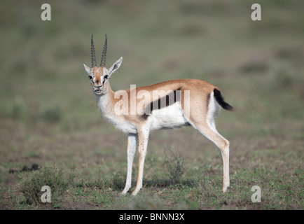 Male Thomson's gazelle,standing in open grassland, Serengeti Stock Photo