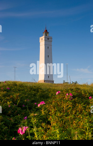 Blavand Denmark Jutland lighthouse wild roses coast Stock Photo