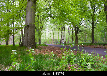 Verdant Spring foliage around the Grand Avenue of Savernake Forest, Marlborough, Wiltshire, England. Spring (May) 2009. Stock Photo
