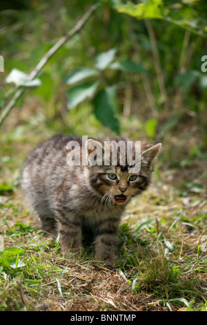 Scottish Wildcat kitten, felis silvestris grampia. (captive) Stock Photo