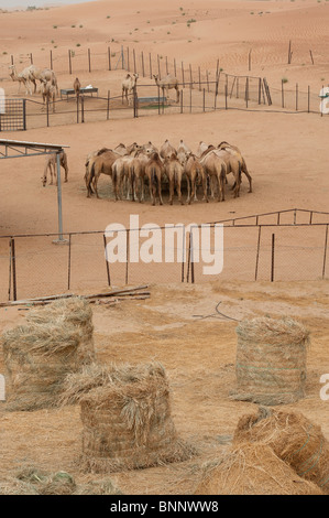 Arabian dromedary camels (camelus dromedarius) in the desert sand of the United Arab Emirates Stock Photo