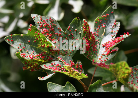 Acer Leaf Gall Mites, Aceria macrorhyncha (Aceria cephaloneus, Artacris cephaloneus), Eriophyidae.