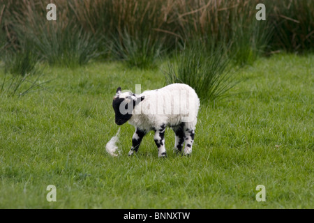 black faced lamb playing with bit of fleece (Cairnsmore; Gatehouse of Fleet; Dumfries & Galloway; Scotland) Stock Photo