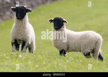 two black faced Swaledale lambs, Yorkshire Dales, England Stock Photo