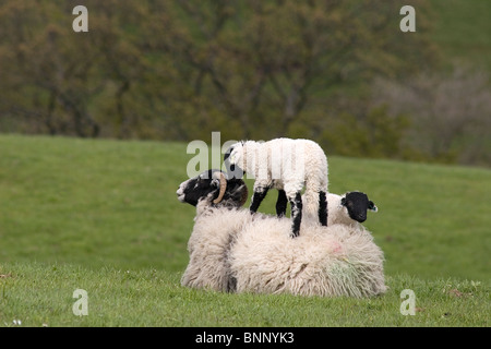 Swaledale lamb jumping on mother's back, Yorkshire Dales, England Stock Photo