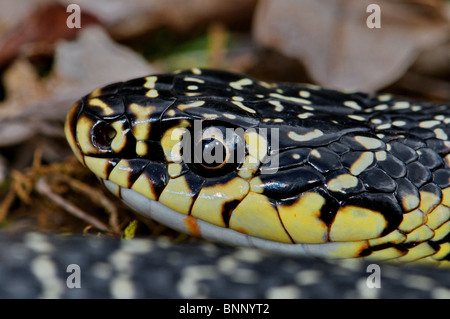 Western whip snake whip snake colubrid colubrids Hierophis v. viridiflavus snake snakes reptile reptiles portrait protected Stock Photo