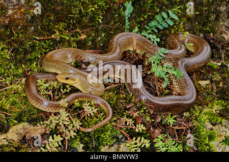 Aesculapian snake colubrid colubrids Zamenis l. longissimus snake snakes reptile reptiles general view protected endangered Stock Photo