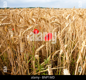 Field or common poppies Papaver rhoeas on the edge of a field of ripening wheat Triticum supp, Kent, UK, summer Stock Photo