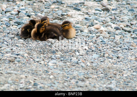 ducklings at Coniston Lake in the Lake District Stock Photo