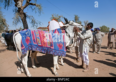 Man inspecting an ox. Nagaur cattle fair. Rajasthan. India Stock Photo