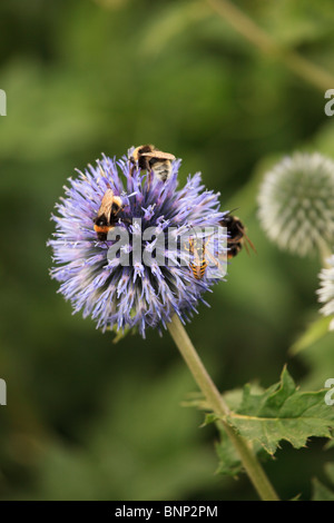 Bees and wasps collecting pollen on a purple echinops flower head Stock Photo