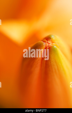 Macro close-up views of orange Asian Lily Stock Photo