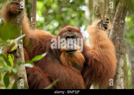 sumatran wild orangutan hanging on liana and looking at camera Stock Photo