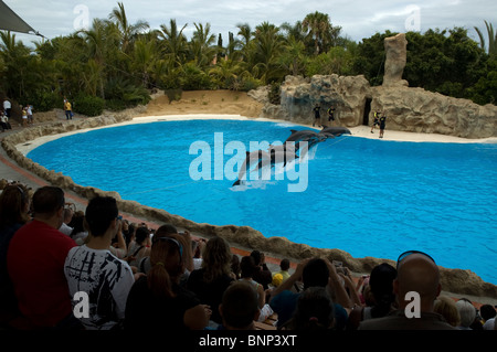 Dolphin Show at Loro Parque Tenerife Stock Photo