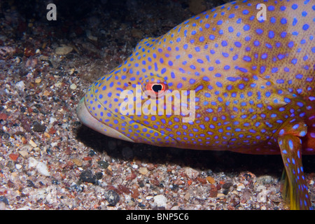 Cephalopholis miniata Stock Photo