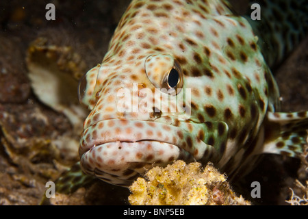 Epinephelus tauvina (Greasy Grouper) Stock Photo