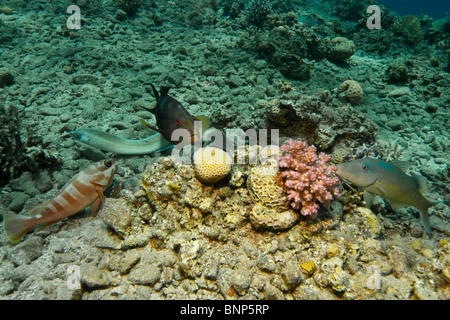 Let the party begin! Peppered moray, Coral Grouper, Goldsaddle goatfish and Blacktip Grouper Stock Photo