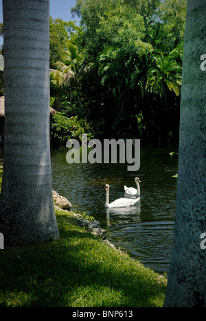 Swans on the lake at the Bonnet House, a historic home in Fort Lauderdale, Florida, United States. Stock Photo