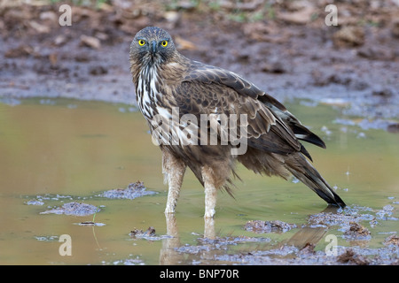 A Crested Hawk-eagle or Changeable Hawk-eagle (Nisaetus cirrhatus) glaring at the lens from a waterhole. Stock Photo