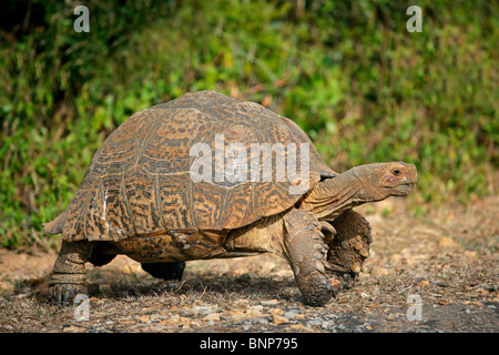 Mountain or leopard tortoise (Geochelone pardalis), South Africa Stock Photo