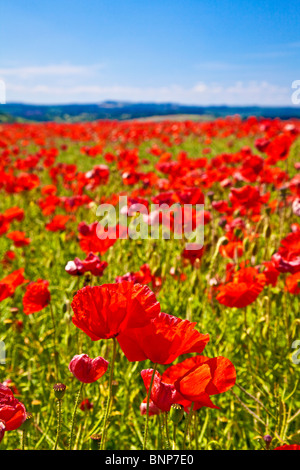 Common red poppies, Papaver rhoeas, in a field in Wiltshire, England, UK Stock Photo