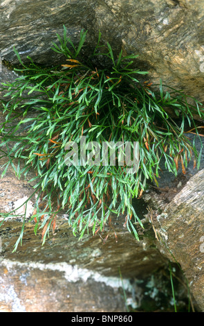 Forked spleenwort, Asplenium septentrionale, Valsavarenche, Italy Stock Photo