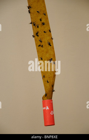 Sticky fly trap Stock Photo - Alamy