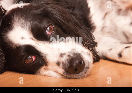 Close up of an English Springer Spaniel dog laying down indoors in the Uk Stock Photo