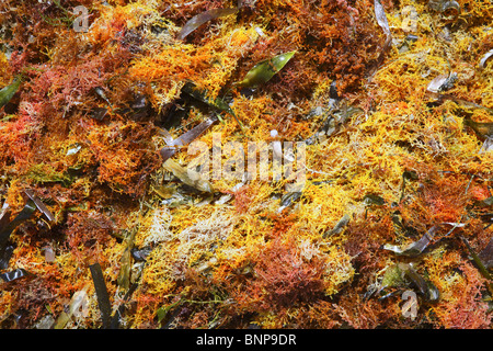 colorful yellow red seaweed algae on sea ocean shore coastline Stock Photo
