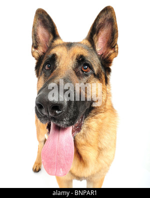 German Shepherd Dog Ozzy shot in studio against white background. Stock Photo