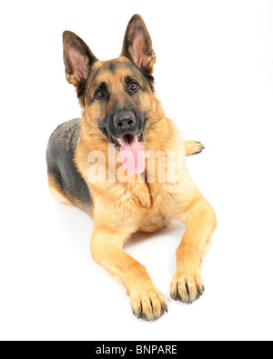 German Shepherd Dog Ozzy shot in studio against white background. Stock Photo